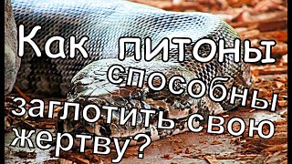 Питон заглатывает животное целиком, как это возможно?