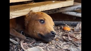 Abandoned Pup Gets Happy Ever After!