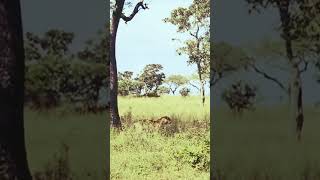 #animals #safari #safarilife #wildlife #shortfeeds #wildanimals #safarimoments #youtubeshorts