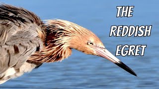 Reddish Egret in full mating plumage