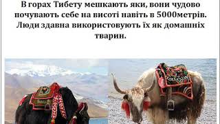 Знаменитий Тибет- частина Китаю