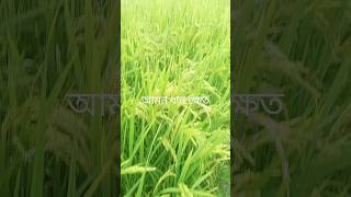 আমন ধান ক্ষেত #কৃষি #agriculturalsystem #nature #farmingsystem