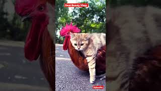 Cock carrying cat @SwatBeautyVlogs #cat #hen