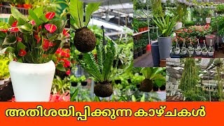 Unique Plant Nursery|Best Indoor Plants in India|Powerful Air purifying plants|Indoor Plants| salu,🧿