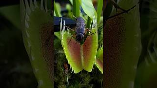 Killer plant eats a bug #carnivorousplants #venusflytrap #insects #nature #flytrap #plants #trapping