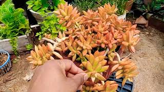 Sedum(succulent) plant care in Urdu /Hindi.