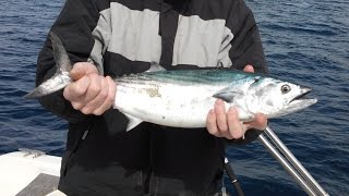 Pélamides sur chasses en Méditerranée.Hervé la pêche