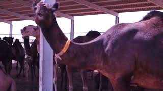 World Camel Day Message from Happy Camels Farm