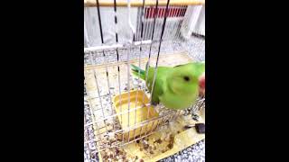 hand feeding baby parrot latest video