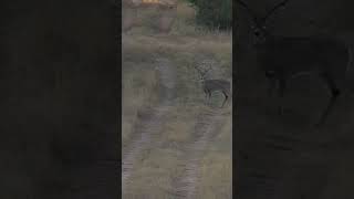 Big Buck Called In With A FOXPRO! #foxpro #deer #hunting #deerhunting #shorts