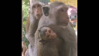 So cute small monkeys