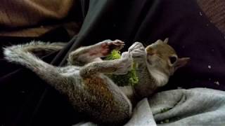 My baby rescue squirrel laying on his back eating broccoli 🤣