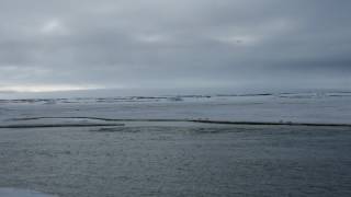 Нарвалы  Земля Франца Иосифао.Земля Александры Franz Josef Land