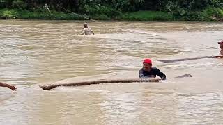 HANYUTKAN KAYU LOG DI SUNGAI