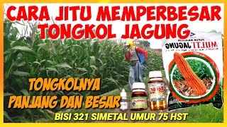 JITU..‼️CARA MEMPERBESAR TONGKOL JAGUNG part 2||TRIKS MENYEPRAY TANAMAN JAGGUNG YANG SUDAH TINGGI