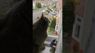 Macavity the funny cat chattering at the birds: Talking to the birds #funnycat #catshorts #catlovers