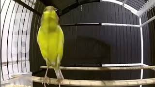 King of tranining Spectacular Beautiful CANARY SINGING!