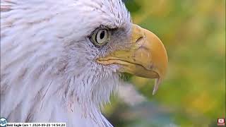 USS Bald Eagle Cam 1 on 9-20-24 @ 14:43 24V1 visits the nest, leaves and comes back with a fish