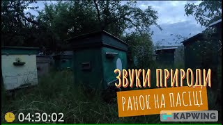 Звуки природи: Ранок в селі на пасіці | Nature' sounds: Morning in village on bee-garden | ASMR 4k