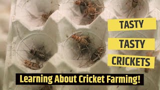 Tasty, tasty crickets! Learning about cricket farming!