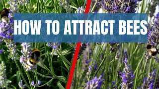 Bumblebees feeding on lavender + HOW to attract bees