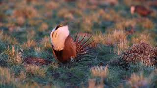 Sage grouse mating dance