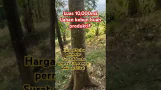 jual lahan kebun durian,harga 75 ribu permeter,inpo lengkap tlp wa 0856-9503-9572  #bogortimur