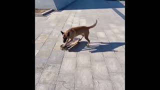 dog skateboard play