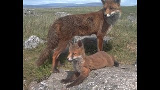 Hill farm cubs