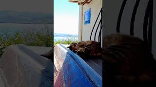 Relaxation technique from kedi in Eski Foça #kedi #deniz #izmir #Relaxation #joy #eskifoca