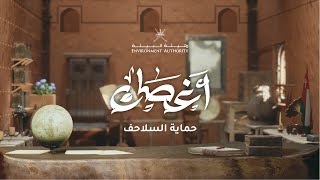 برنامج أغصان - حماية السلاحف