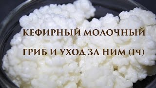 КЕФИРНЫЙ МОЛОЧНЫЙ ГРИБ И УХОД ЗА НИМ (1ч)