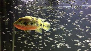 WC Hemichromis Fasciatus pair with fry update 12.10.2016 - Havoc & Widow