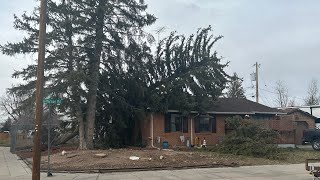 tree on house