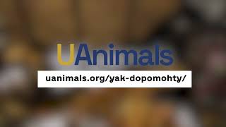 Допоможіть UAnimals врятувати тварин від війни. Лише разом ми зможемо припинити страждання.