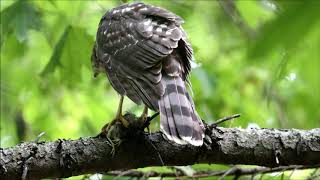 Coopers Hawk Fledglings, Colonel Samuel Smith Park, 07/12/20