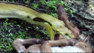 Python Eats Goat 01 Footage