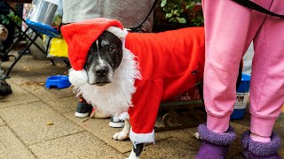 All Dogs Matter Christmas Fair