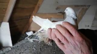 Голуби Виктора часть 3 я. Разговор о витаминах,голубятах #pigeons#.#МИРБОЙНЫХГОЛУБЕЙ!!!