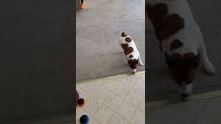 Jack Russell name Voilet does tricks