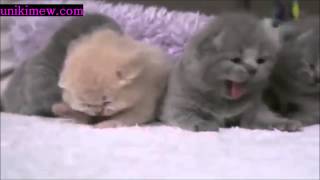 The Cutest Chubby Kittens!!!