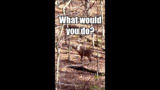 🙇🏻‍♂️🤦🏻‍♂️He Blew It! What Would YOU Do? #shorts #deerhunting #bowhunting