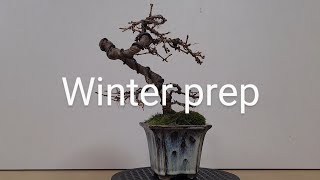 winter prep on a little Larch Bonsai