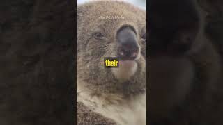 Do Koalas get drunk off Eucalyptus?