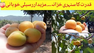 Homegrown Apricot Harvesting Vlog|Khubani ki kasht|خوبانی کے فائدے|Apricot benefits|Village Garden