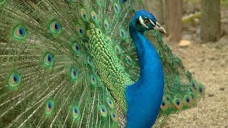 Tavus kuşunun dişilere yaptığı kur...Peacocks