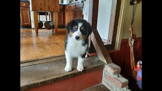 Bring Home MiPha, 9 Weeks Old Australian Shepherd