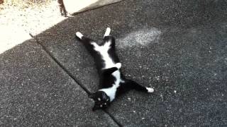 Dead cat / cat plays dead