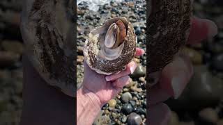 Mysterious critter found in beach shell