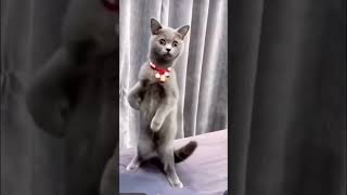 ✅ Nosey As Always👌❣️ Funny Cats Reactions🤣 #nosey #funnycatmoments #shorts